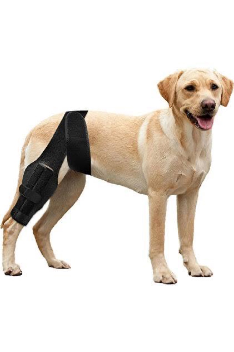 Fico Pets bacak desteği kullanan Labrador