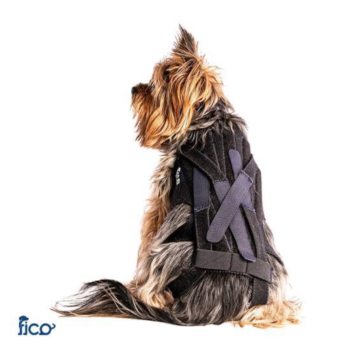 Fico Pets sırt yeleği kullanan Yorkshire Terrier