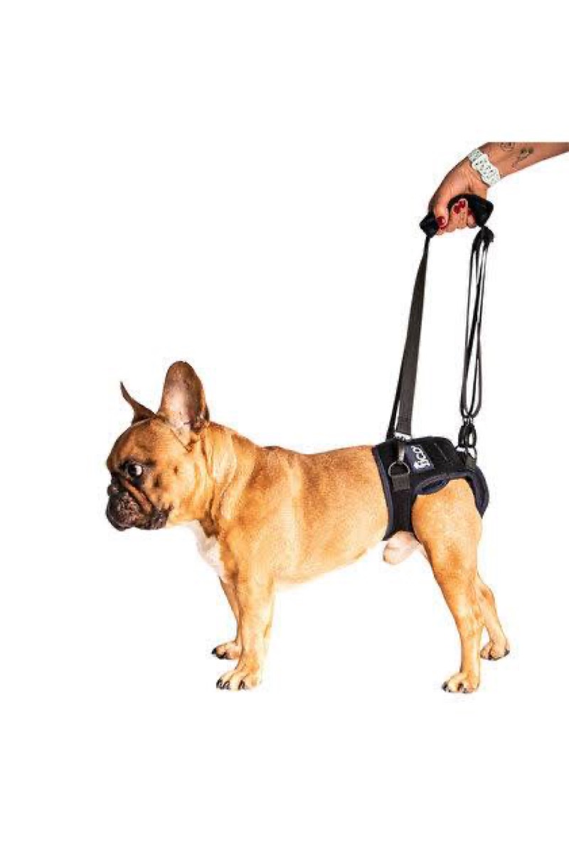 Fico Pets koşum takımı kullanan French Bulldog