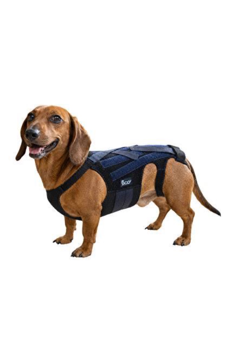 Fico Pets destek koşumu kullanan Dachshund