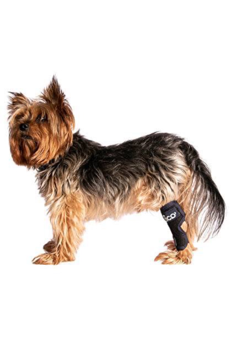Fico Pets ortopedik brace kullanan Yorkshire Terrier