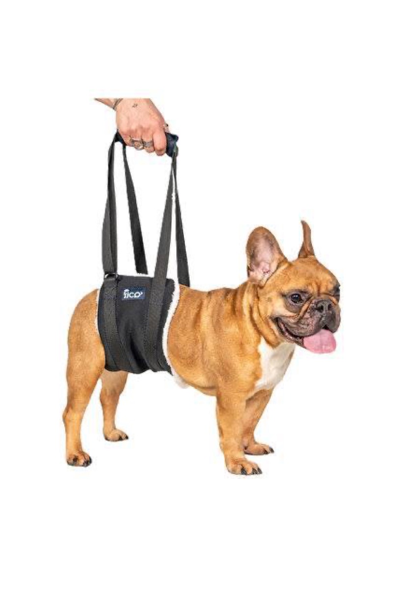 Fico Pets koşum takımı ile French Bulldog