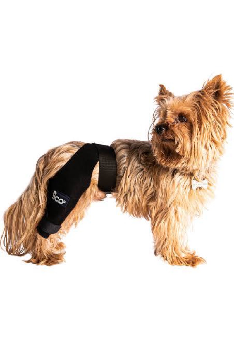 Fico Pets destek brace kullanan Yorkshire Terrier
