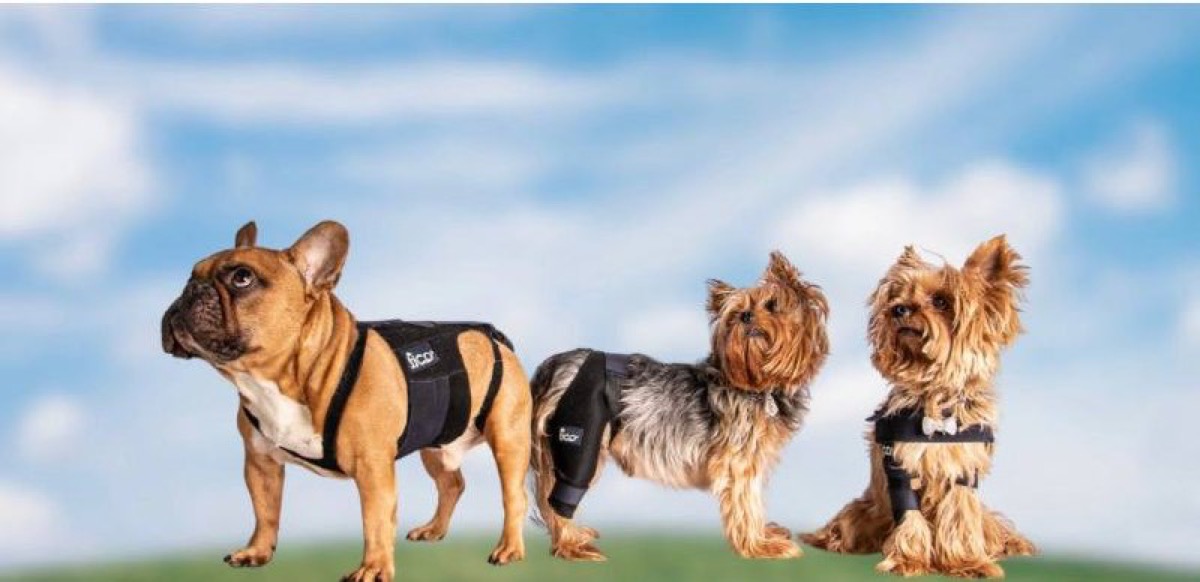 Fico Pets ürünleri kullanan patili dostlar